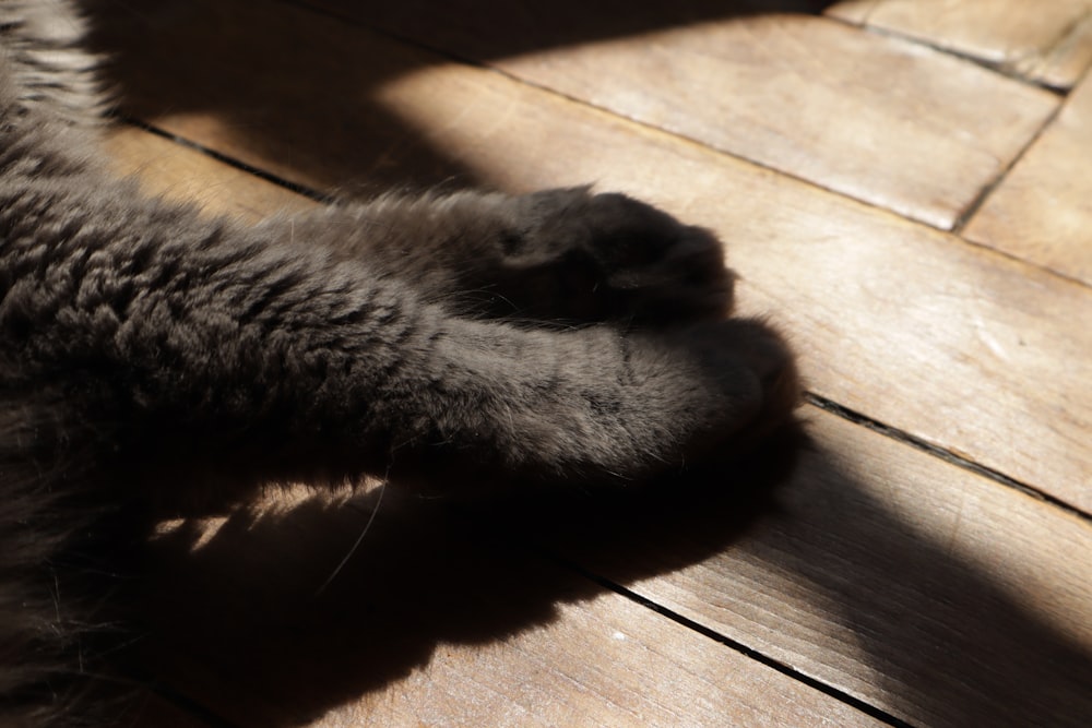 Un gato tirado en el suelo