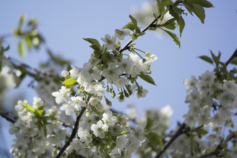 a tree with white flowers