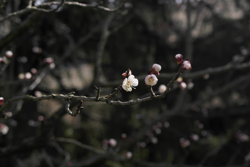 a tree branch with white flowers