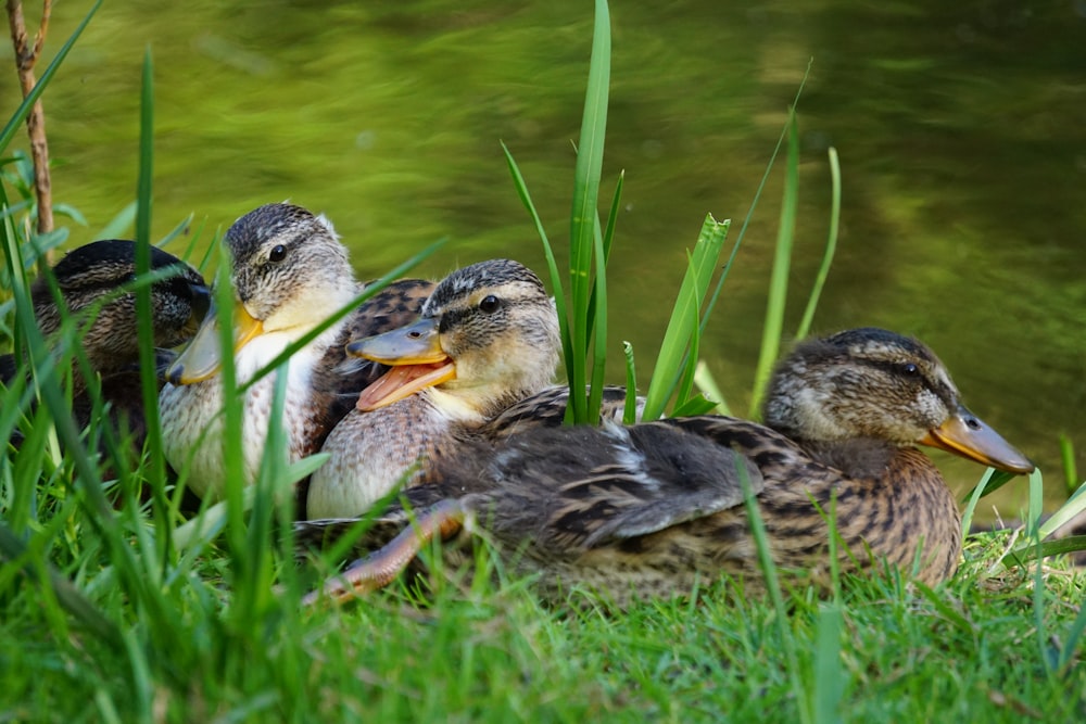 a group of ducks in the grass