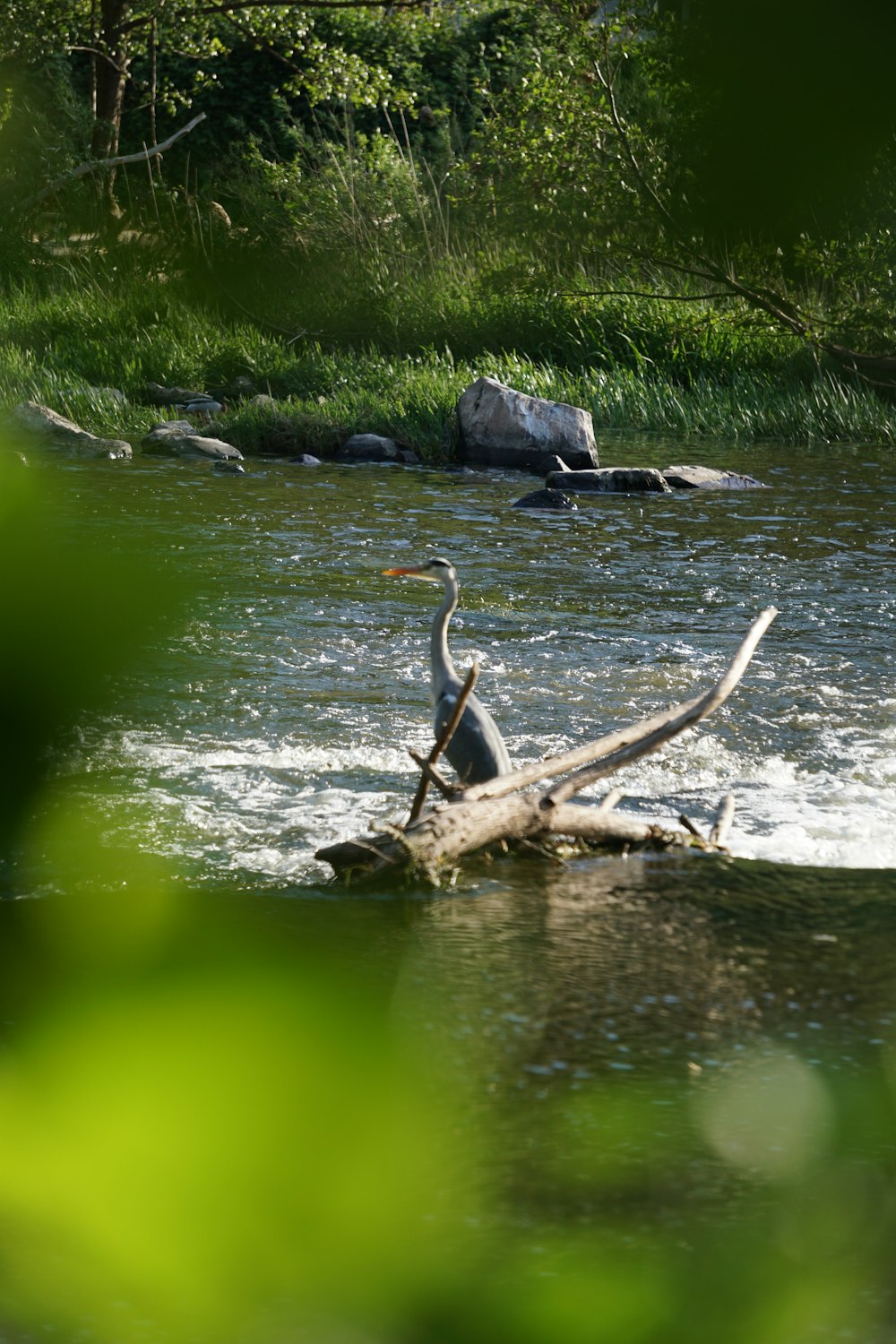 un oiseau sur une bûche dans une rivière