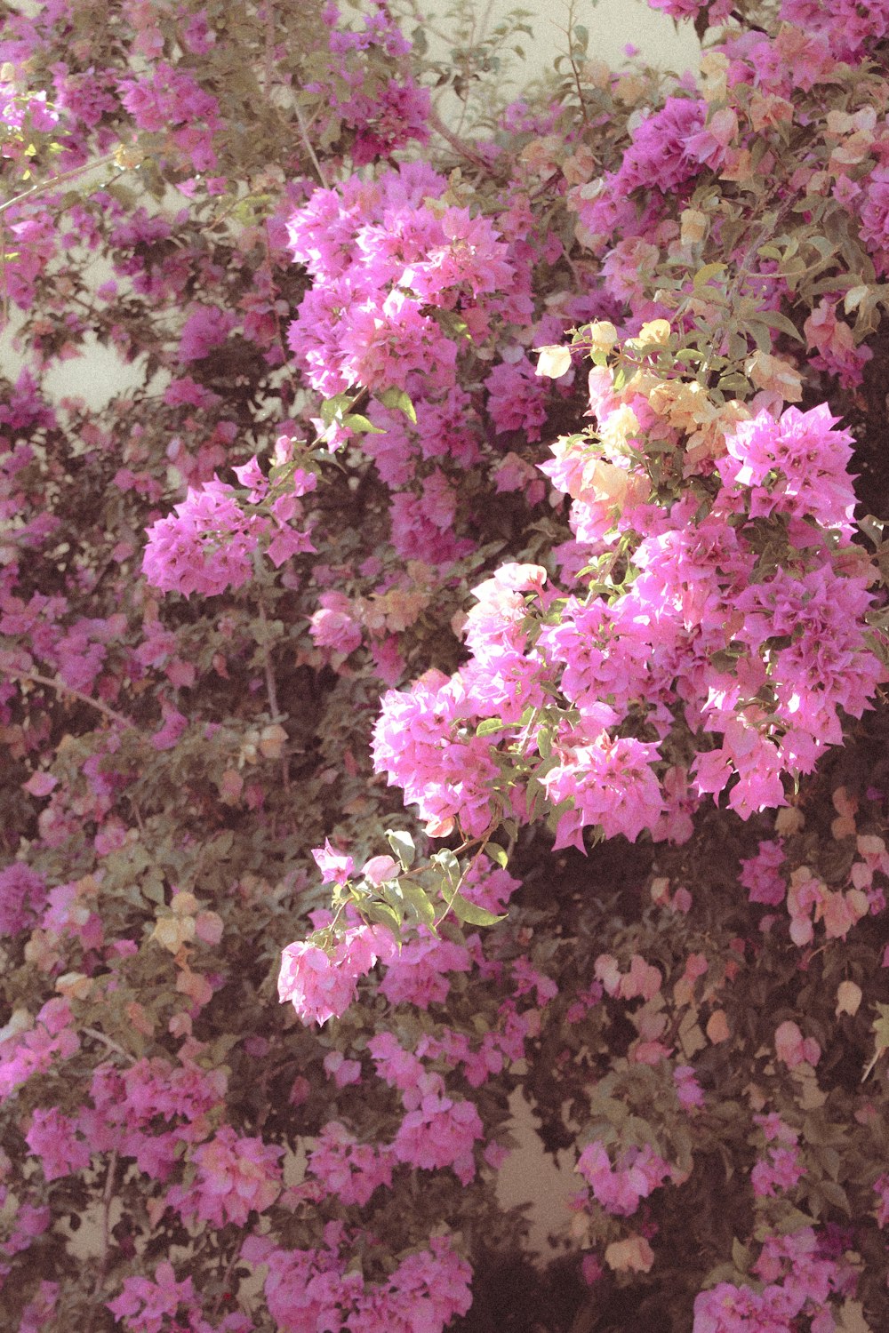 a group of pink flowers