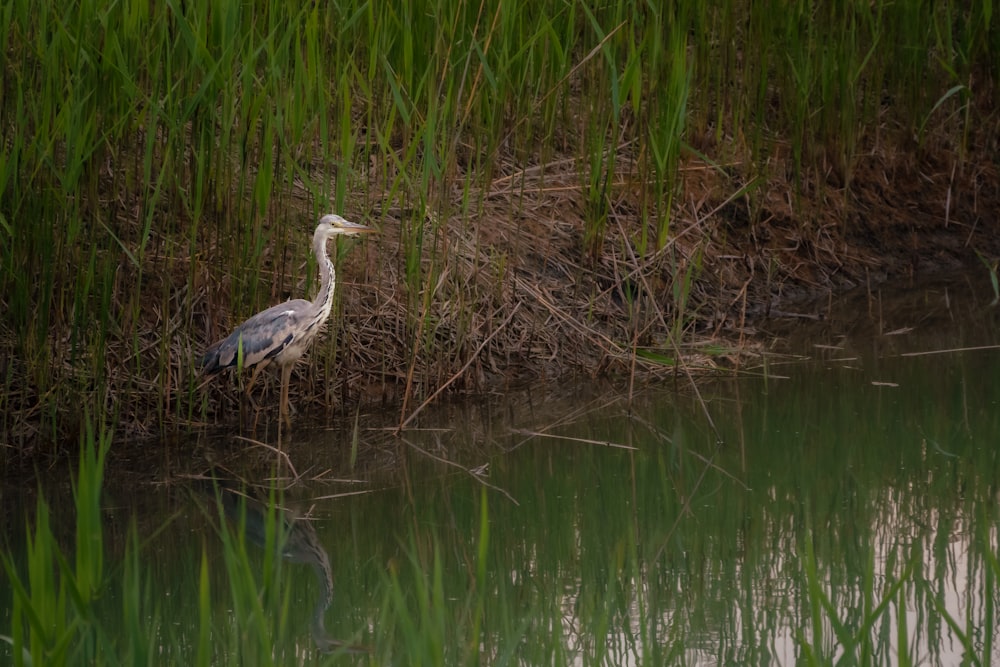 a bird standing in a pond