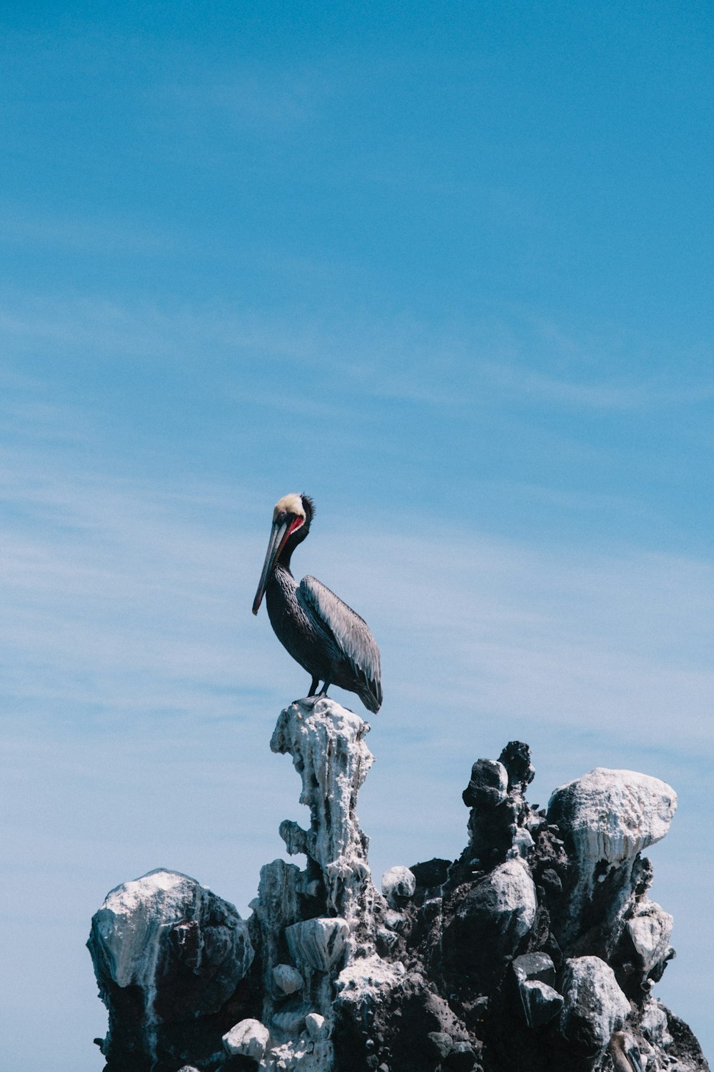 a bird standing on a rock