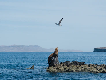 a seal on a rock in the water with a bird flying above