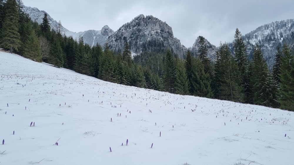 a group of people skiing down a mountain