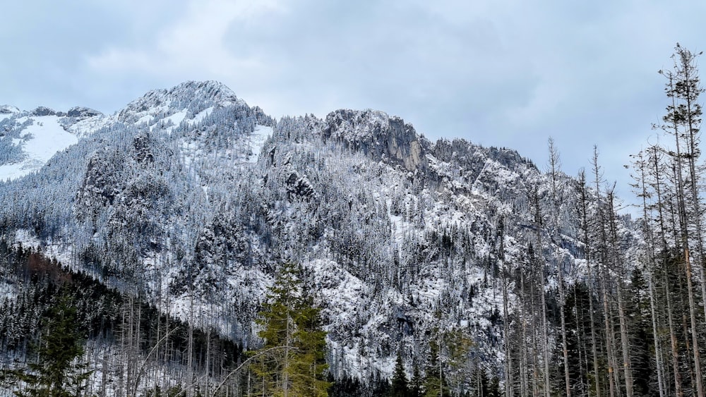 a snowy mountain with trees