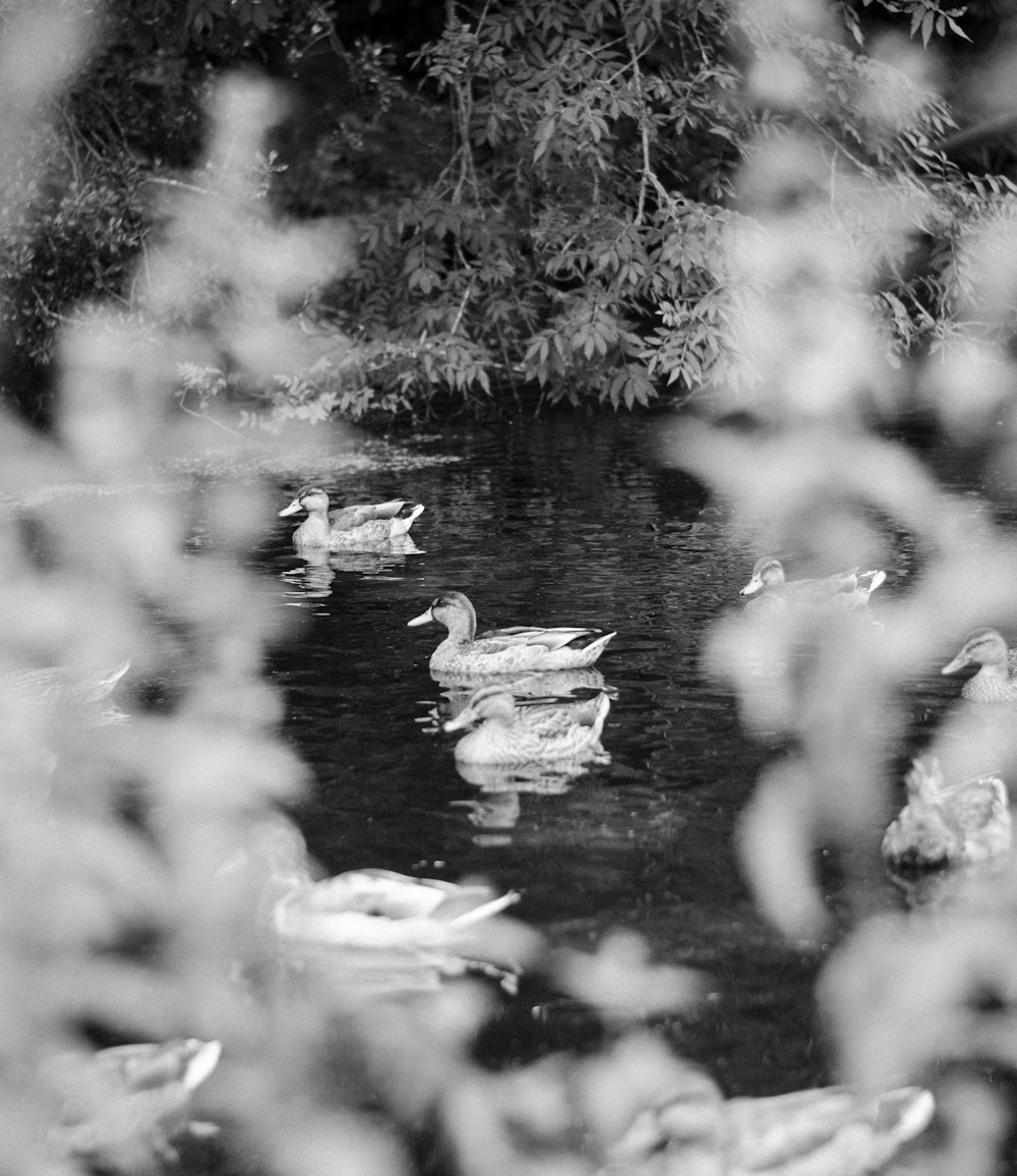 a group of ducks swimming in a pond