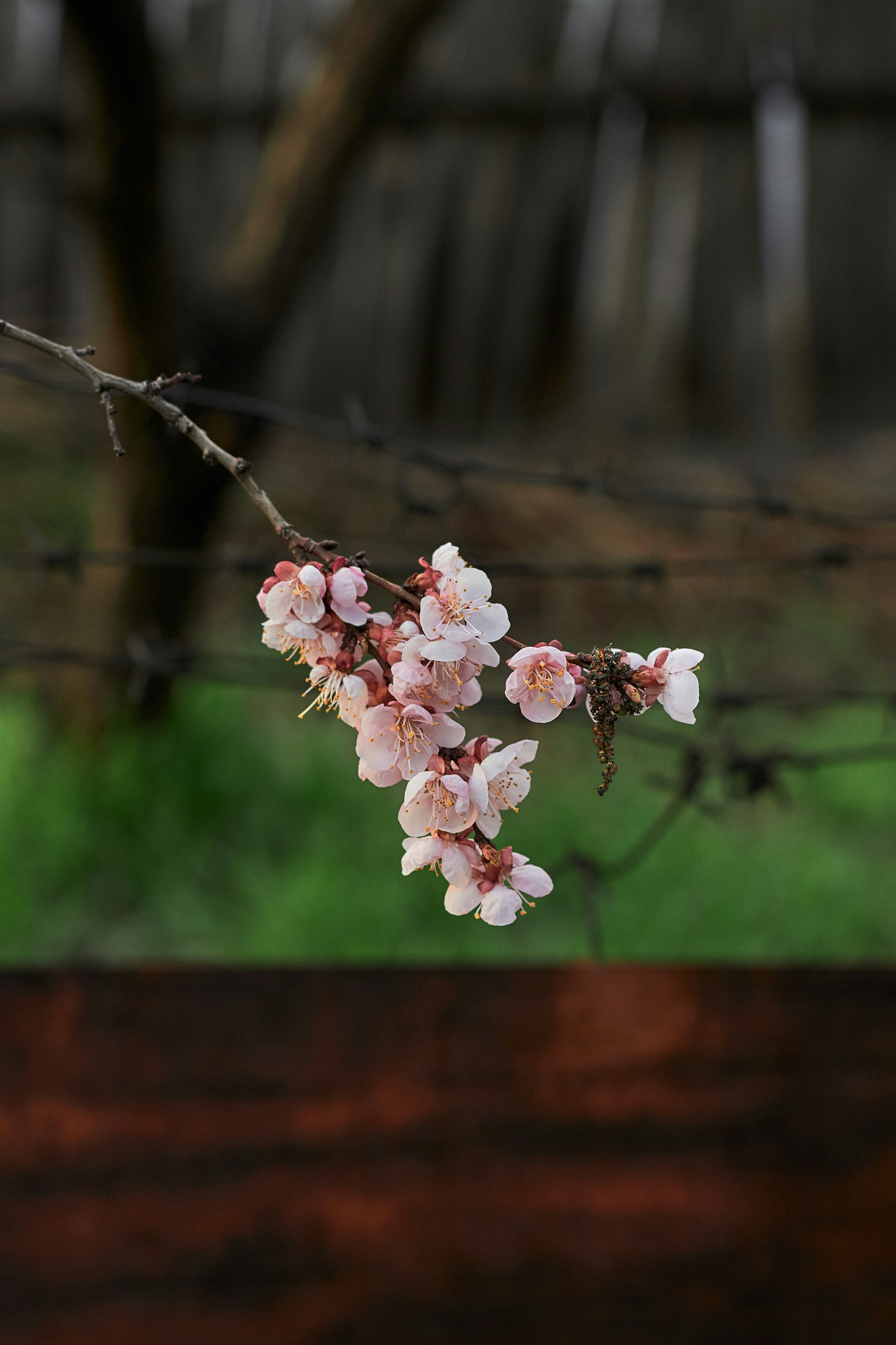 Photo by barsuklis