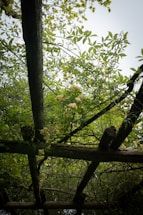 A wooden pergola covered in lush green leaves and yellow flowers is seen from below. The foliage is dense, with bright, fresh green leaves and clusters of delicate yellow blooms. The wooden beams of the pergola are rustic and weathered, adding an earthy feel to the scene.
