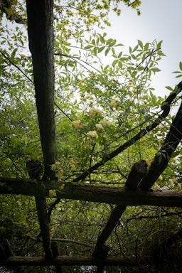 A wooden pergola covered in lush green leaves and yellow flowers is seen from below. The foliage is dense, with bright, fresh green leaves and clusters of delicate yellow blooms. The wooden beams of the pergola are rustic and weathered, adding an earthy feel to the scene.