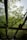 A wooden pergola covered in lush green leaves and yellow flowers is seen from below. The foliage is dense, with bright, fresh green leaves and clusters of delicate yellow blooms. The wooden beams of the pergola are rustic and weathered, adding an earthy feel to the scene.