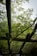 A wooden pergola covered in lush green leaves and yellow flowers is seen from below. The foliage is dense, with bright, fresh green leaves and clusters of delicate yellow blooms. The wooden beams of the pergola are rustic and weathered, adding an earthy feel to the scene.