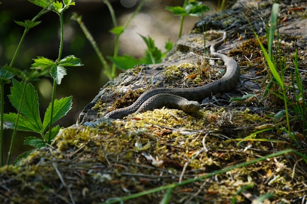 A snake in a wild setting