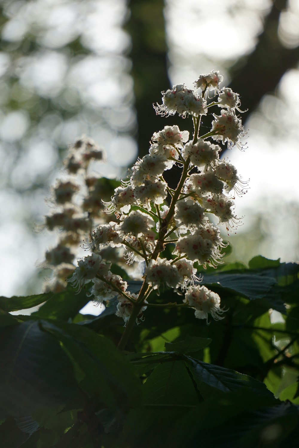 a close up of a plant with white flowers