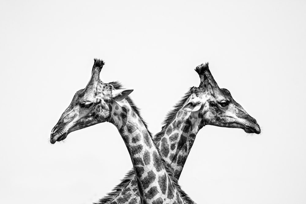 giraffes looking at each other