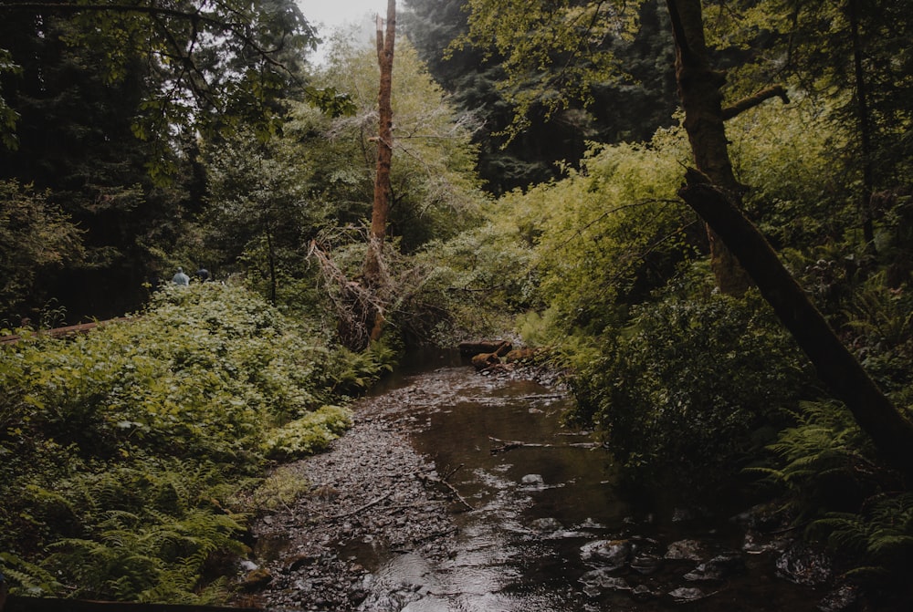 a river running through a forest