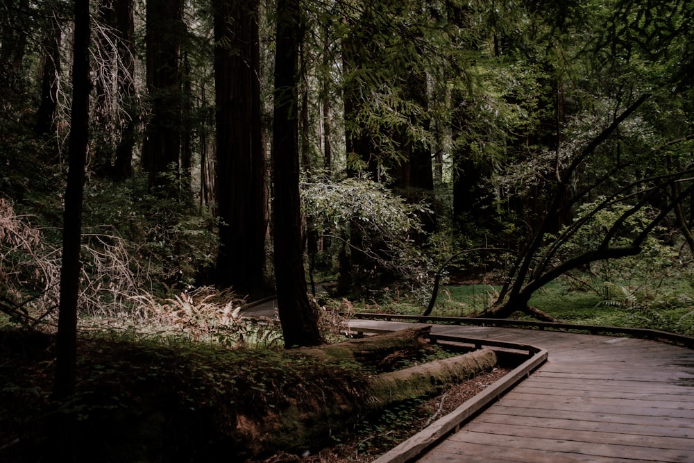 a wooden walkway through a forest