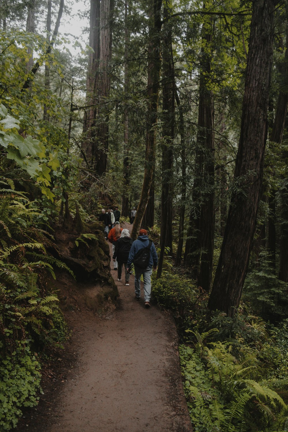 people walking on a trail in the woods