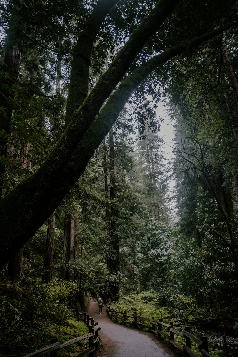 a path through a forest