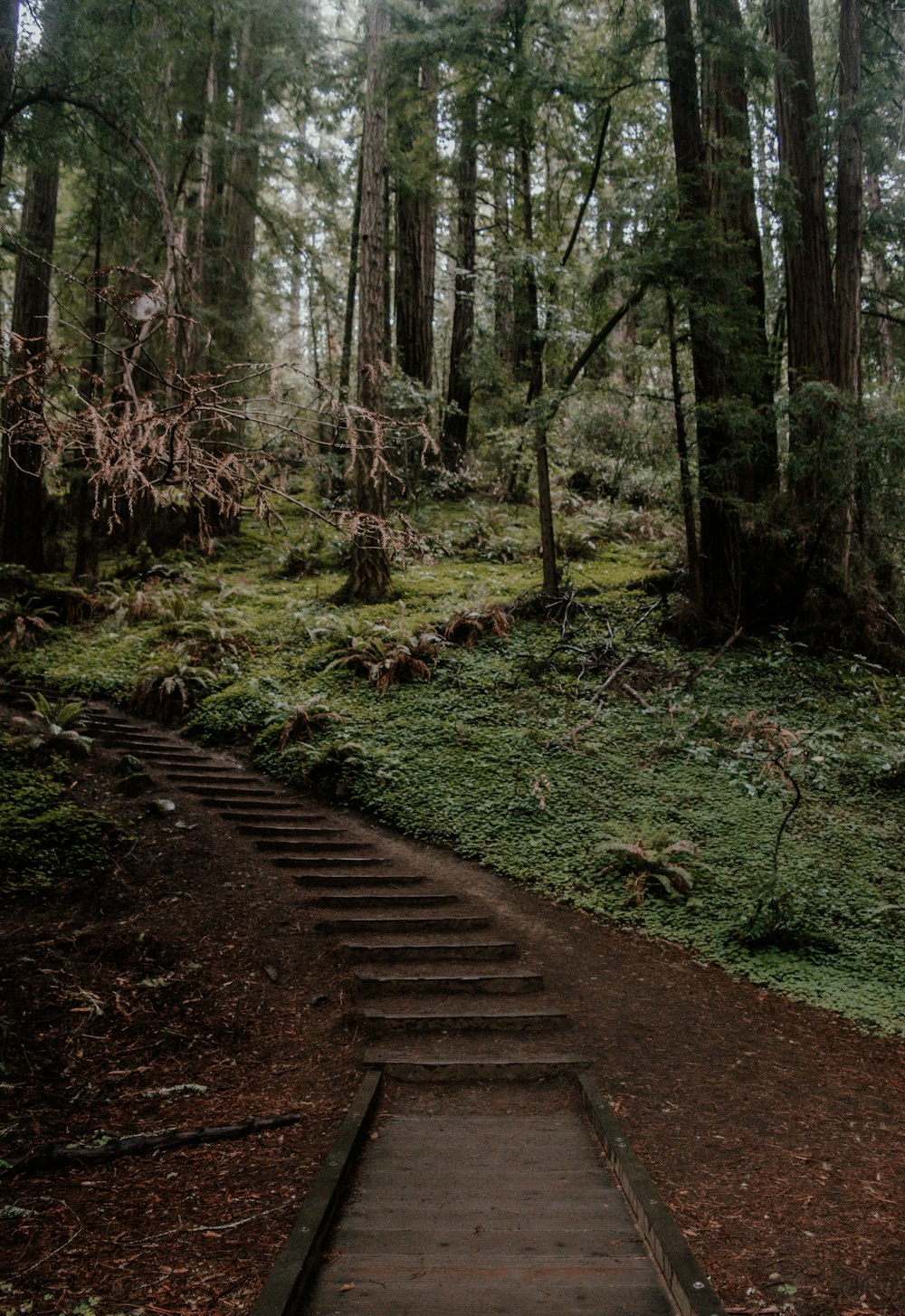 a wooden path through a forest