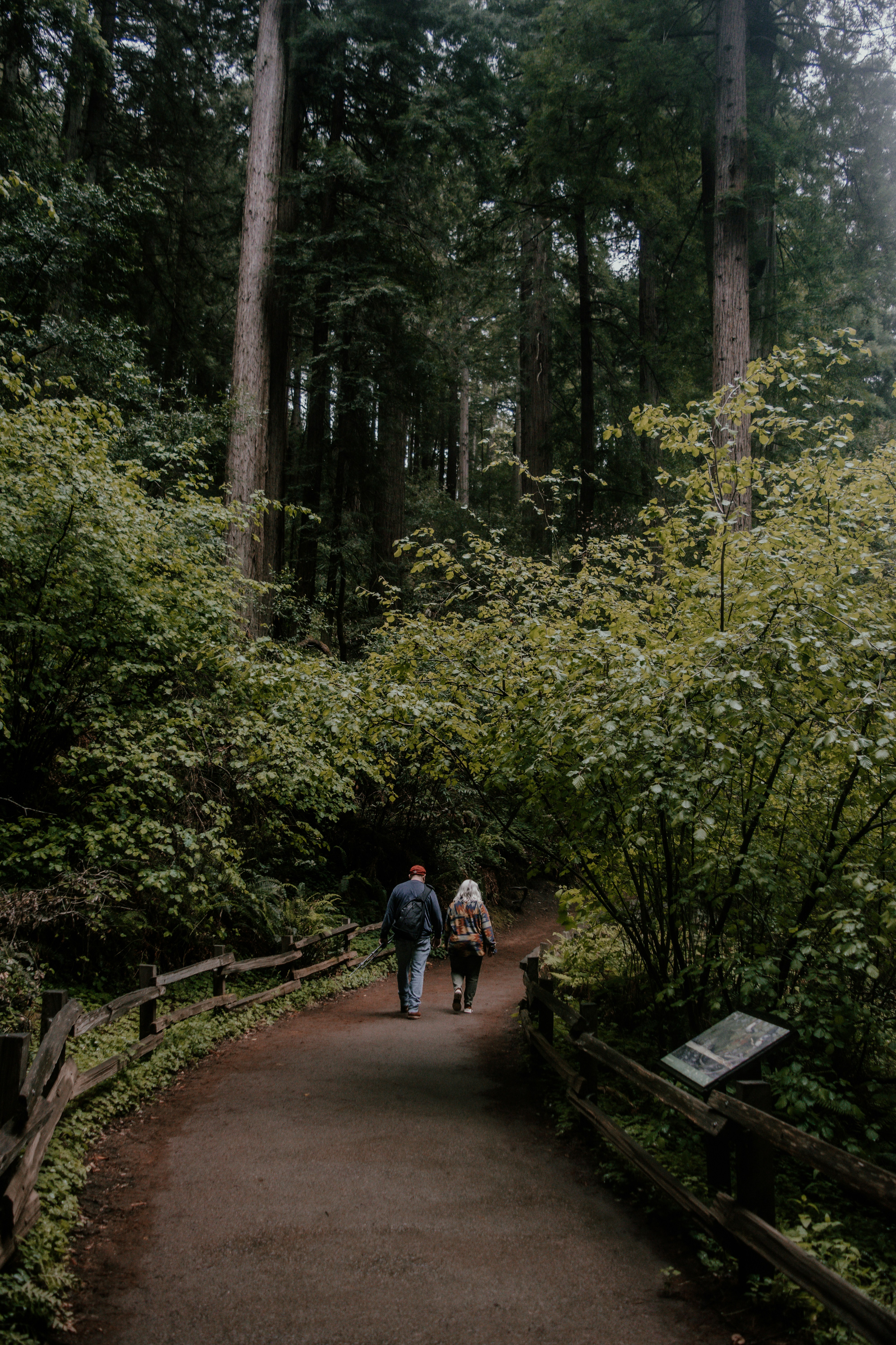 A man and woman walking on a path in a forest photo – Free Green Image ...