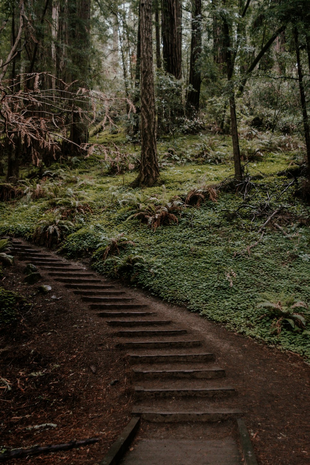 a wooden staircase in a forest