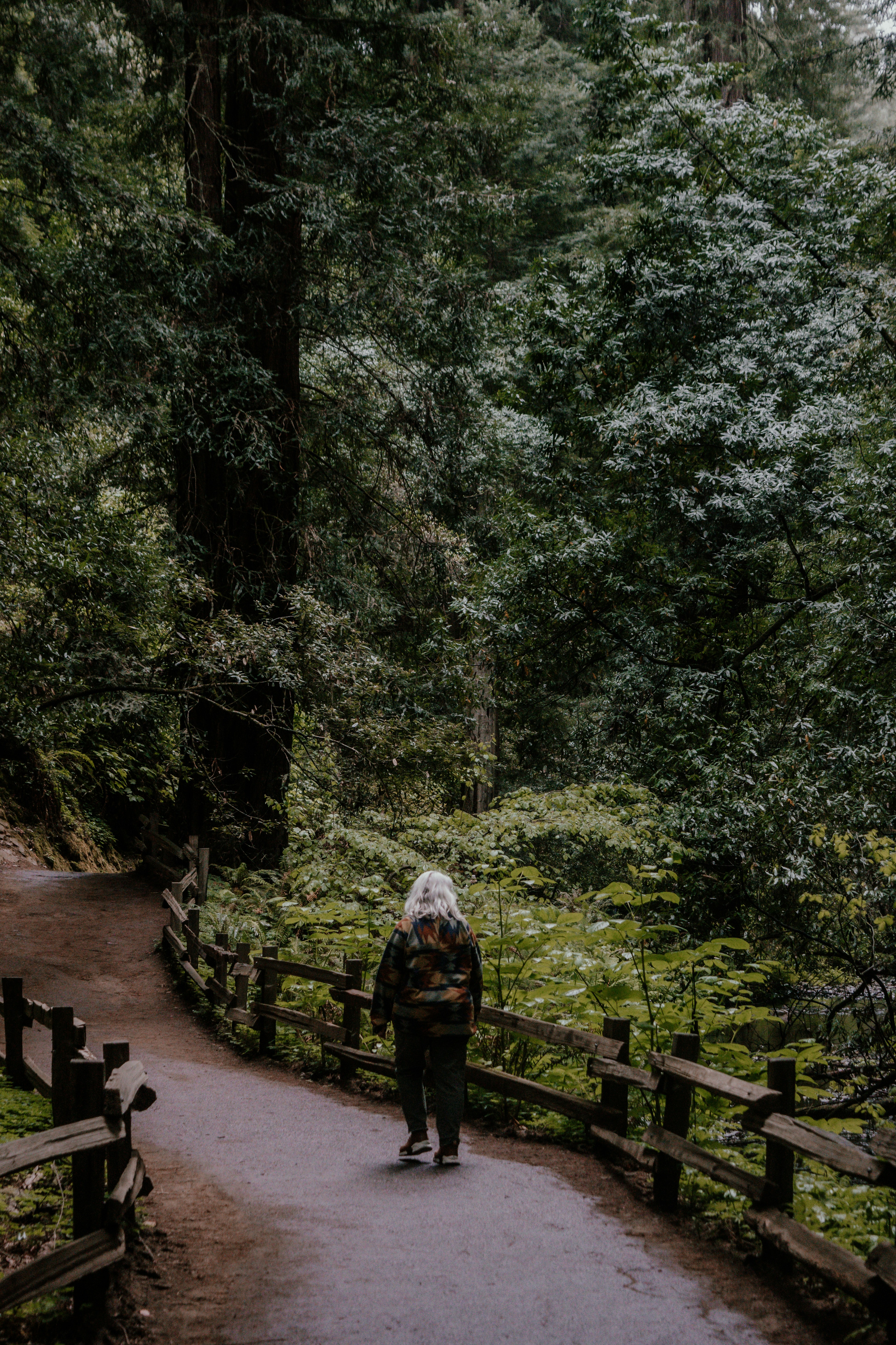 A person walking on a path in a forest photo – Free Green Image on Unsplash