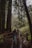 A family, comprising two adults and a child walking along a wooden pathway surrounded by towering trees and lush green foliage. They are pushing a stroller, indicating the presence of a small child. The scene is tranquil and captures the essence of a peaceful walk in the forest.