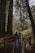 A family, comprising two adults and a child walking along a wooden pathway surrounded by towering trees and lush green foliage. They are pushing a stroller, indicating the presence of a small child. The scene is tranquil and captures the essence of a peaceful walk in the forest.