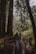 A family, comprising two adults and a child walking along a wooden pathway surrounded by towering trees and lush green foliage. They are pushing a stroller, indicating the presence of a small child. The scene is tranquil and captures the essence of a peaceful walk in the forest.