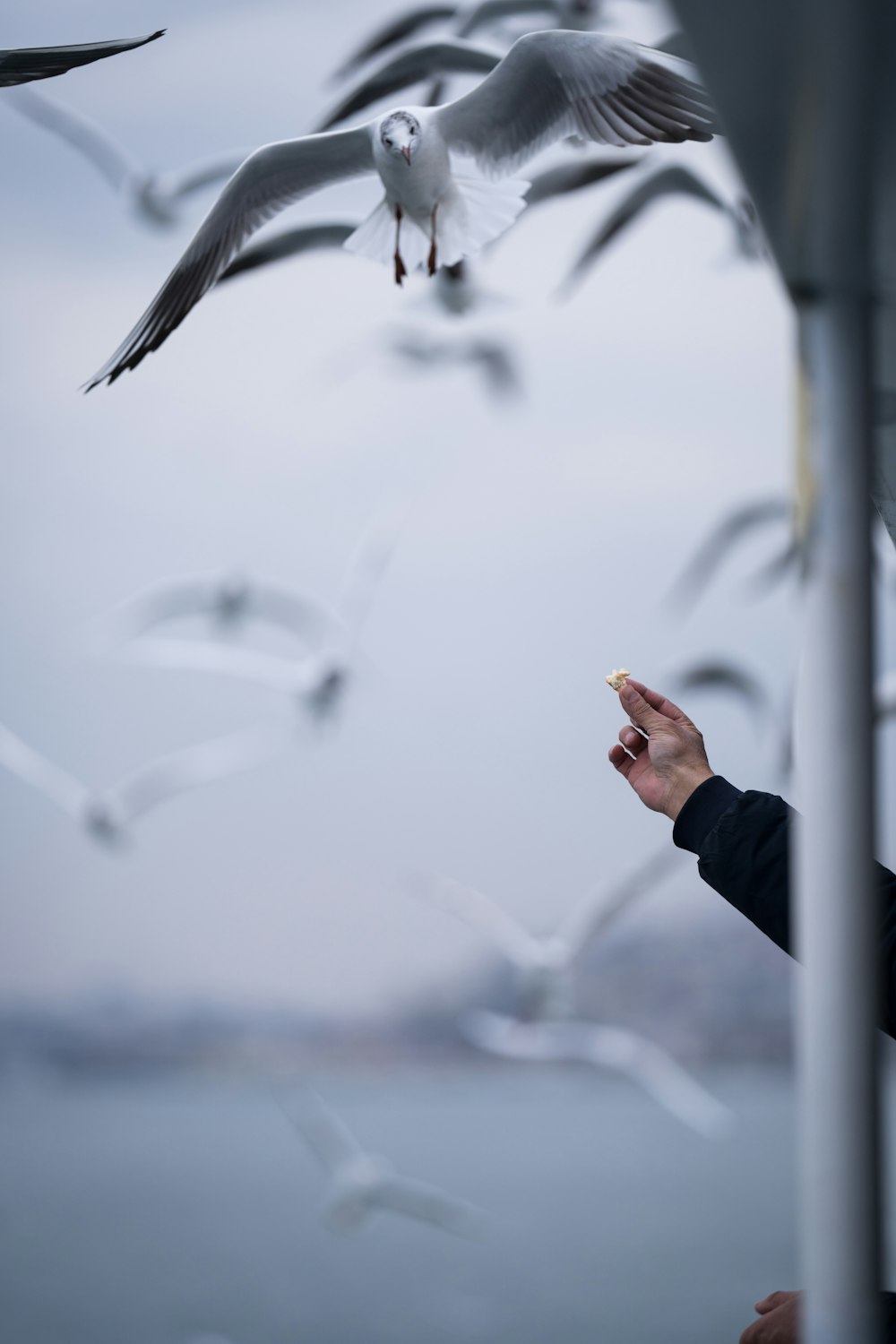 a person feeding a bird