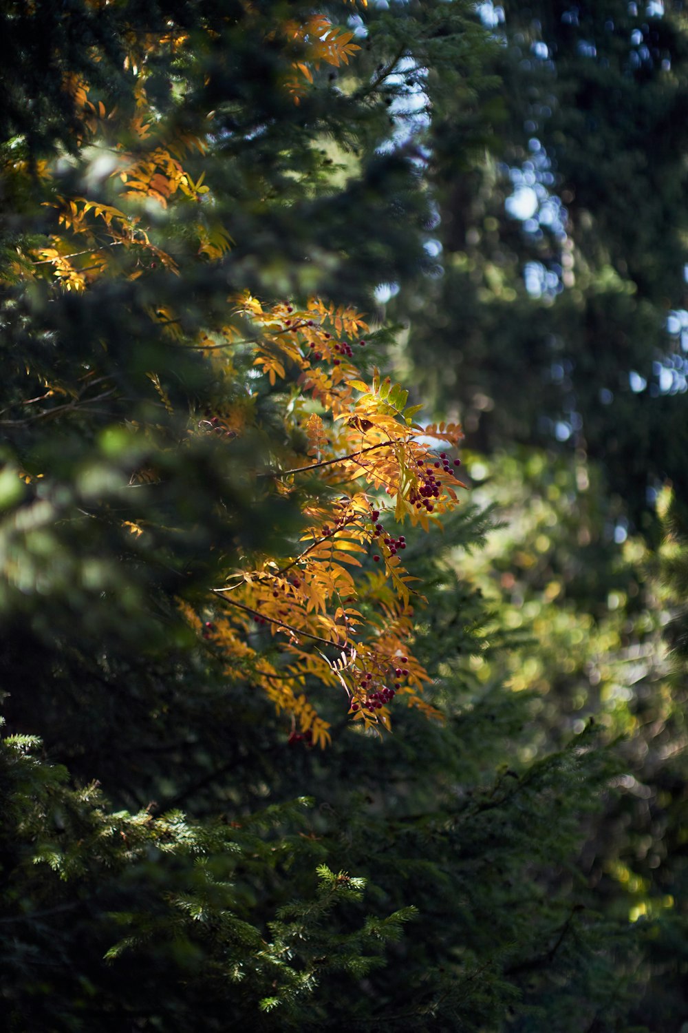 A close-up of a tree photo – Free Leaf Image on Unsplash
