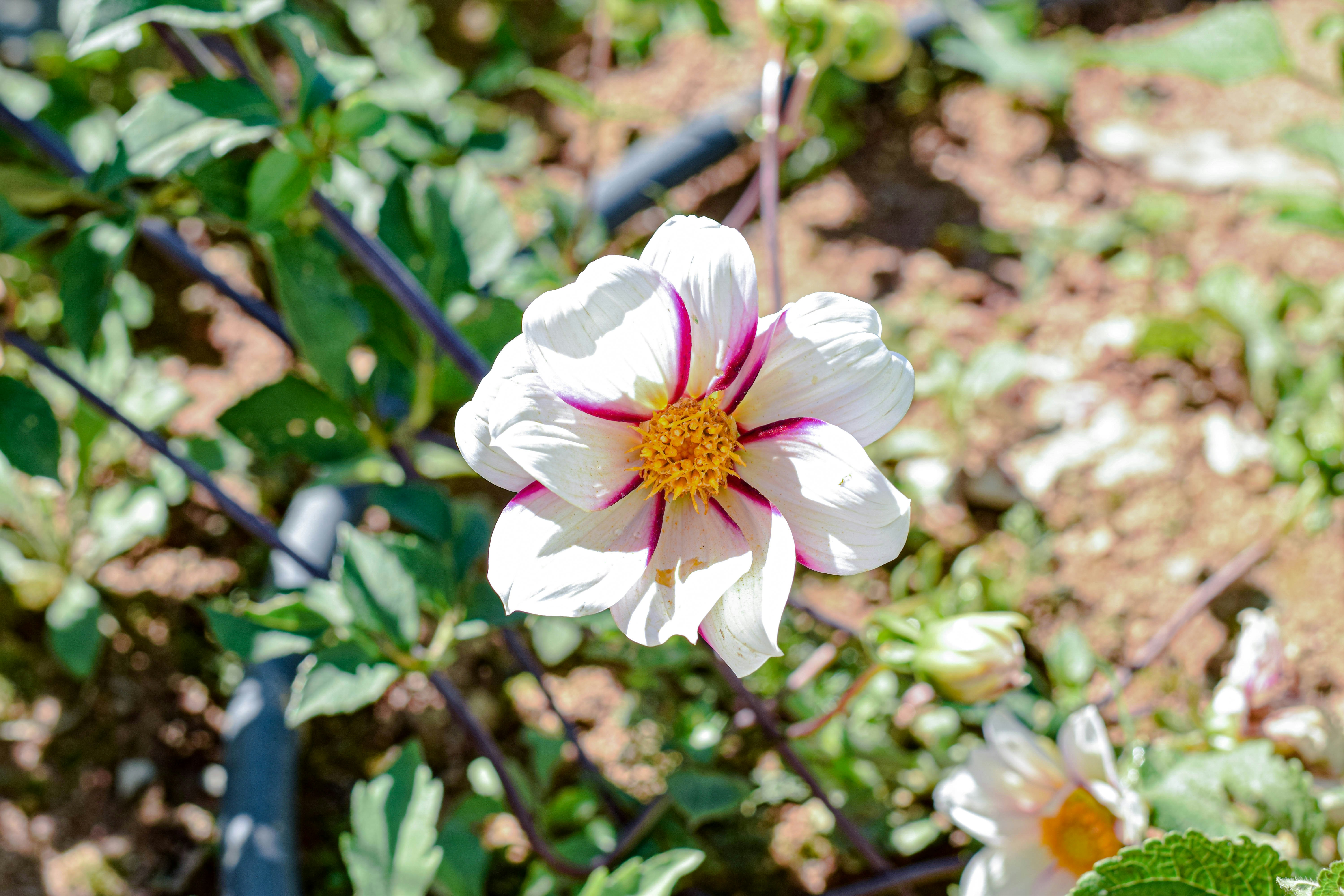 Photo by daizapelini