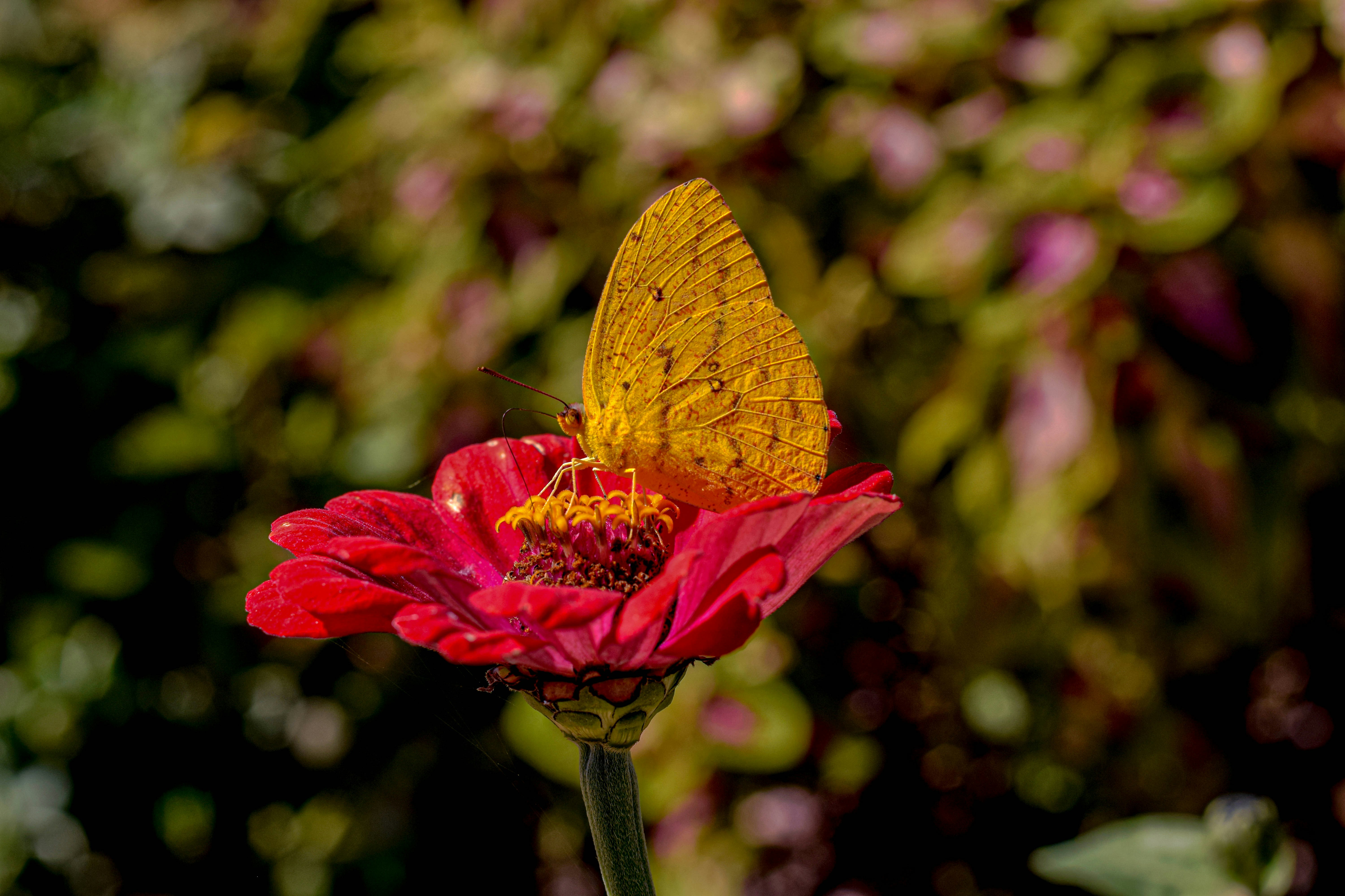 Photo by daizapelini