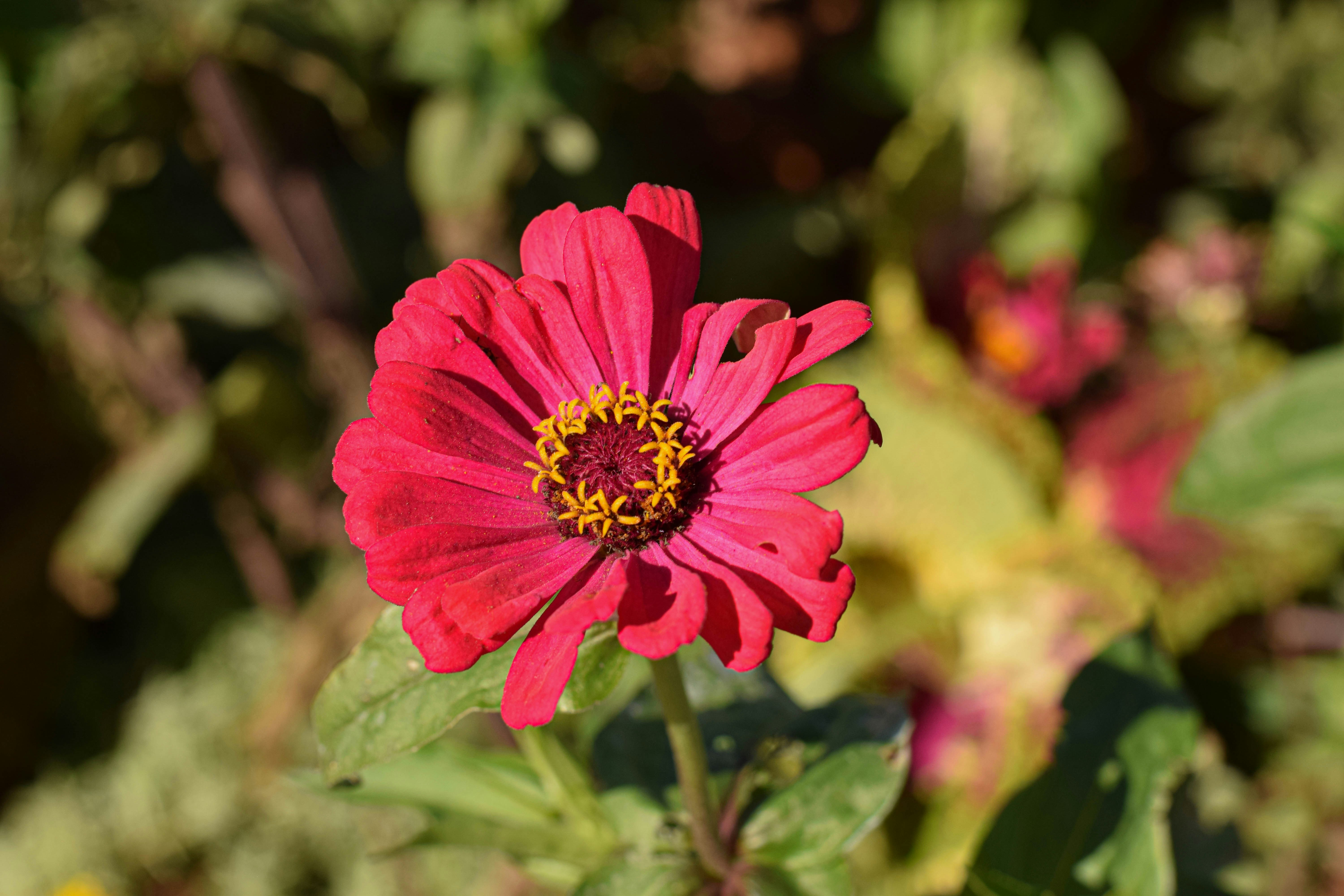 Photo by daizapelini