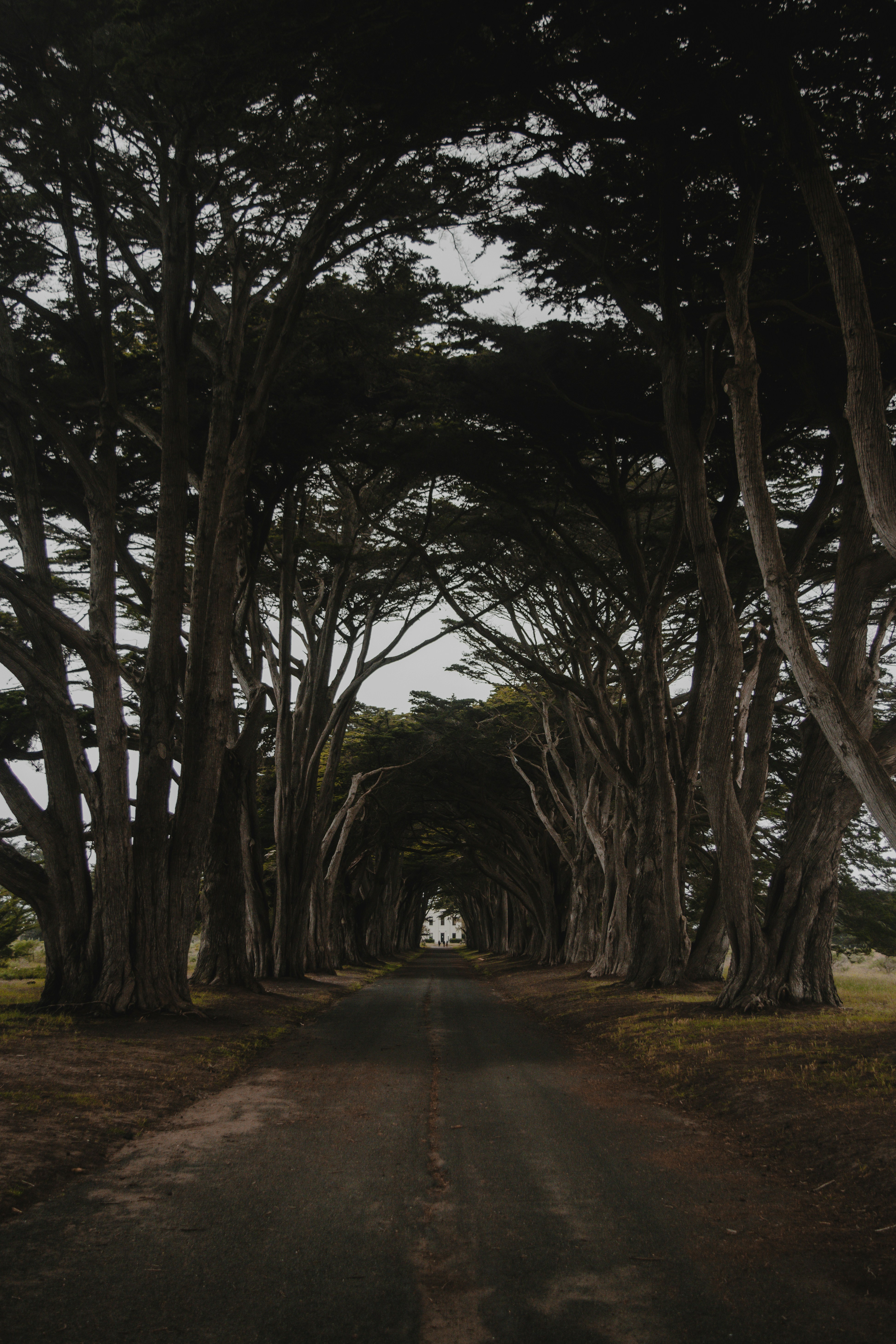 a dirt road with trees on either side of it