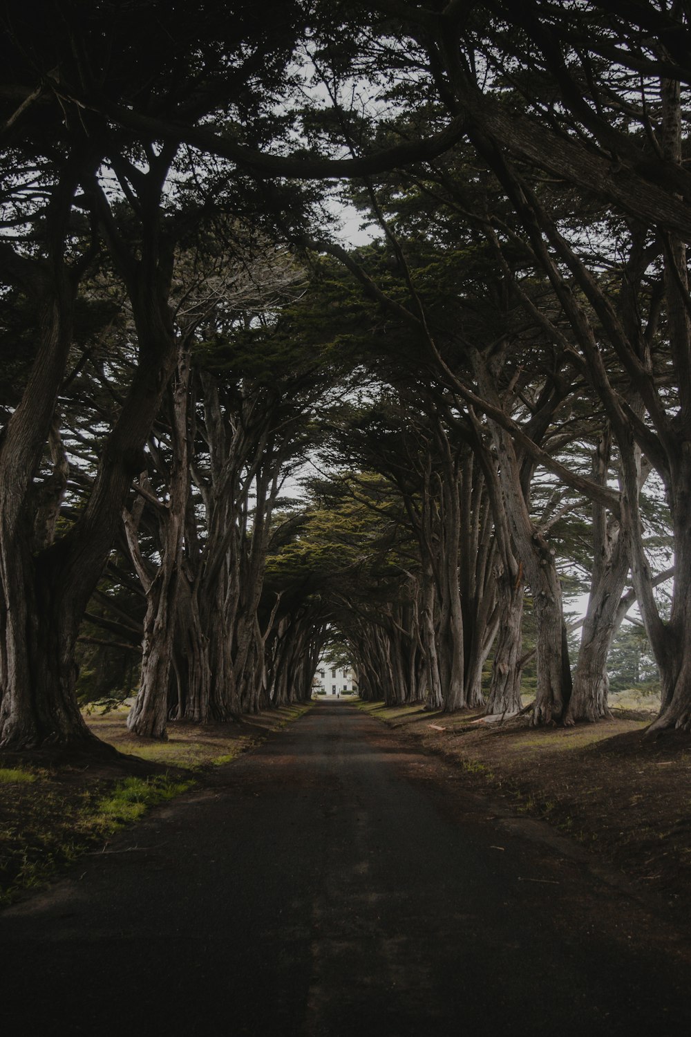 a road with trees on either side