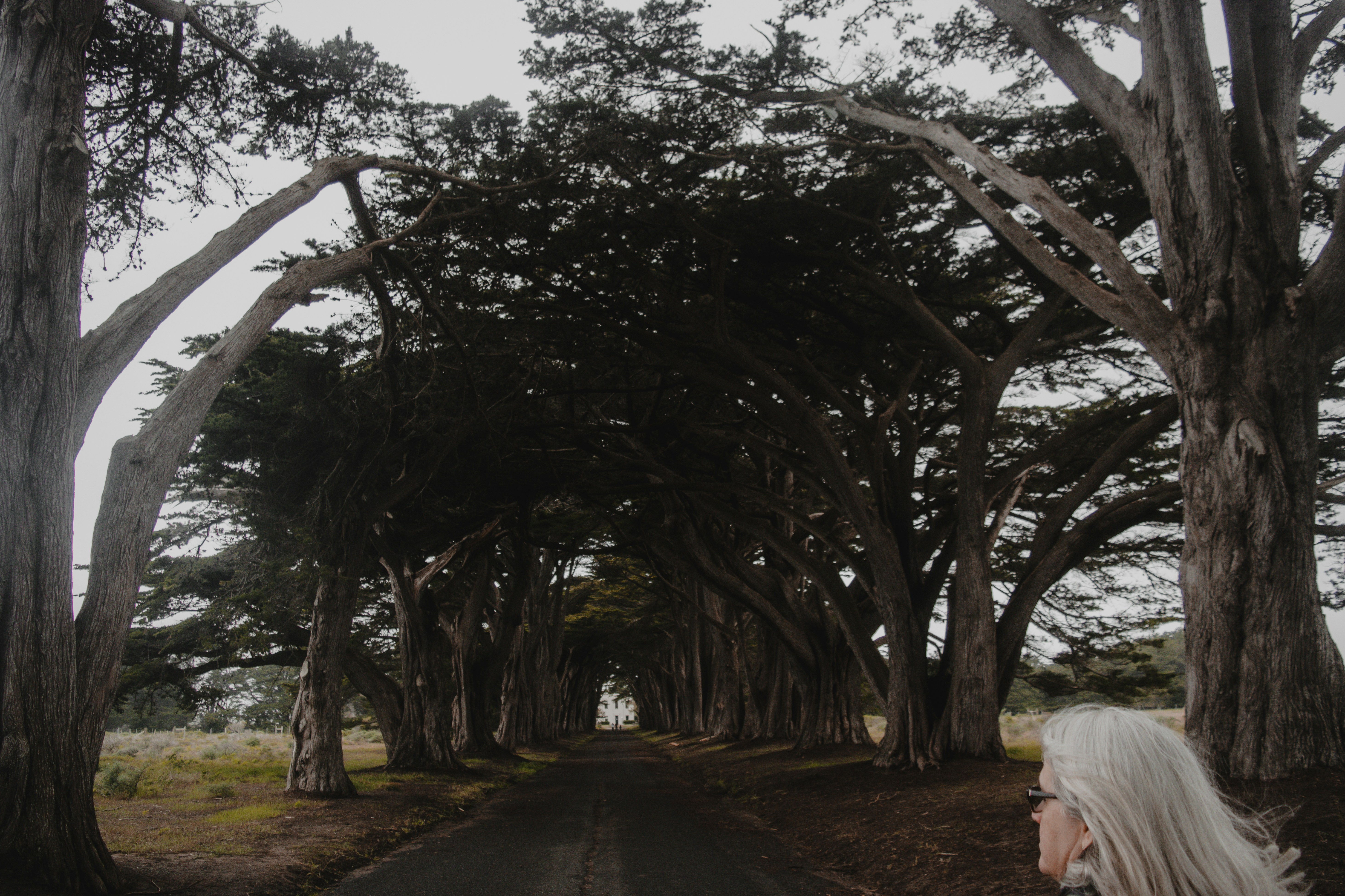 a person standing next to a row of trees
