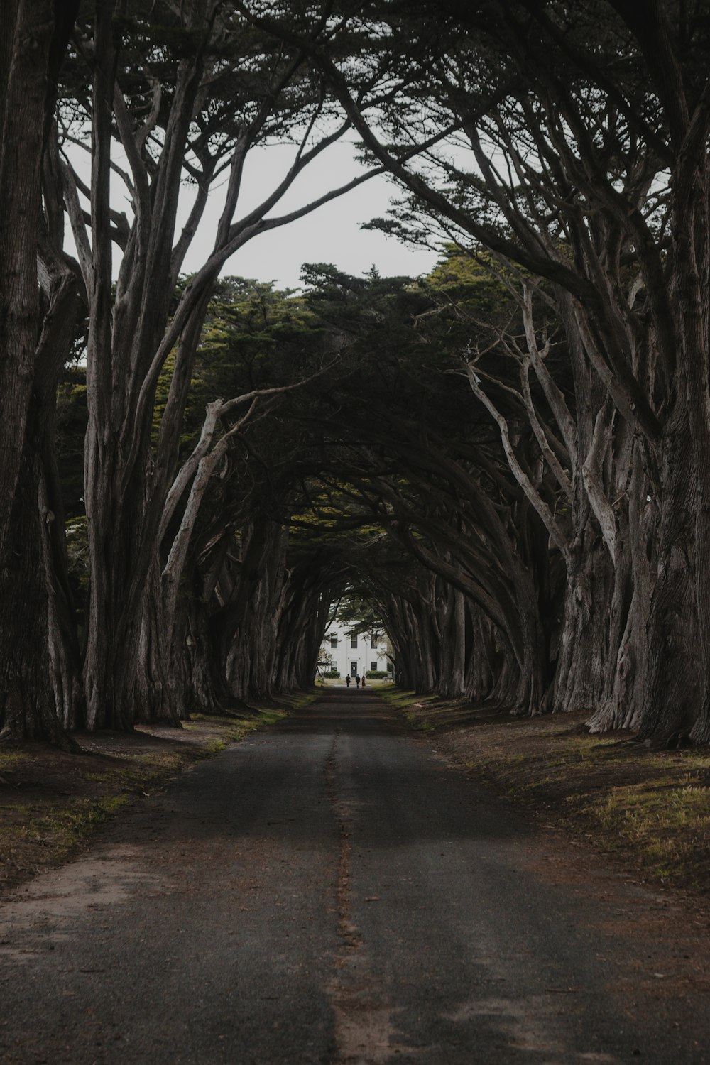 a road with trees on either side with Wormsloe Historic Site in the background