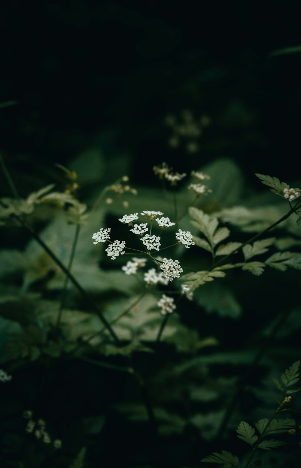 a close-up of some flowers