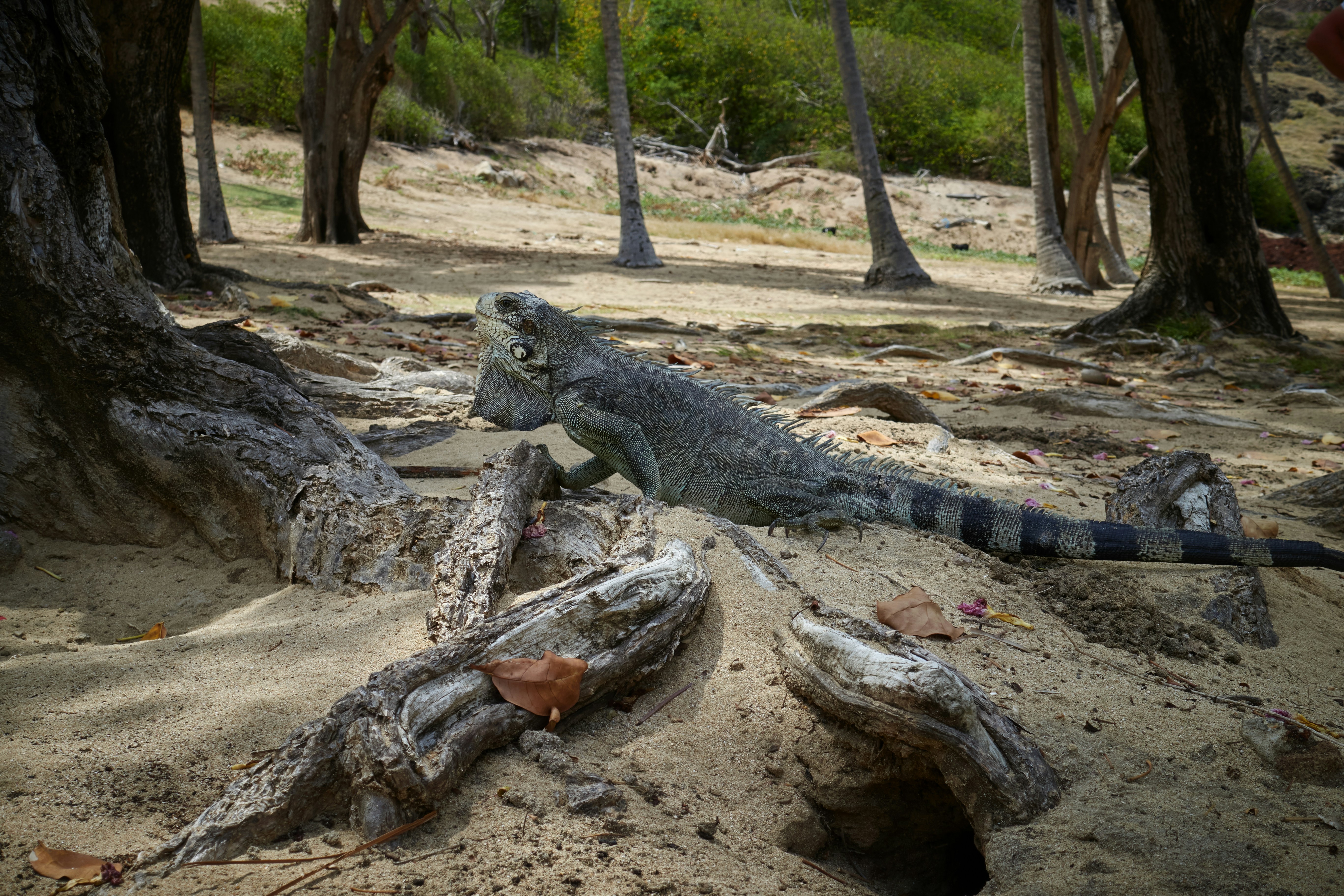 a group of alligators in a wooded area, Iguana in Les Saintes Guadeloupe