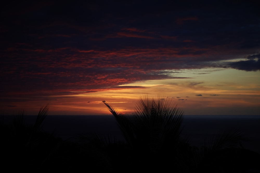 a plant in front of a sunset