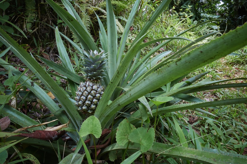 a pineapple growing in the grass