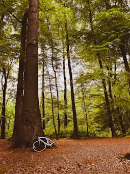 A serene forest scene with tall trees and a pathway covered in fallen leaves. A white bicycle is leaning against a large tree trunk, adding a sense of adventure to the natural setting.