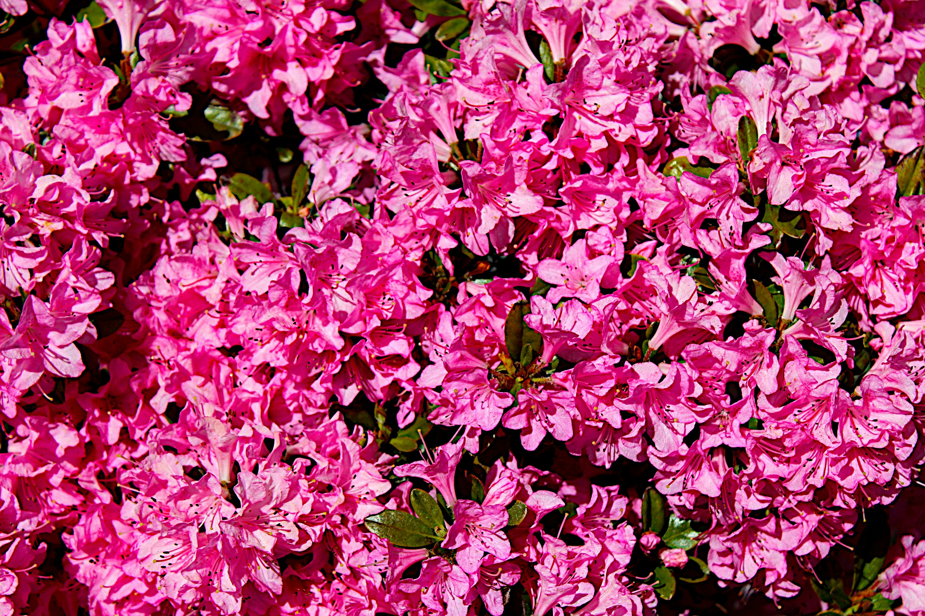 Photo by isaacstevenlind