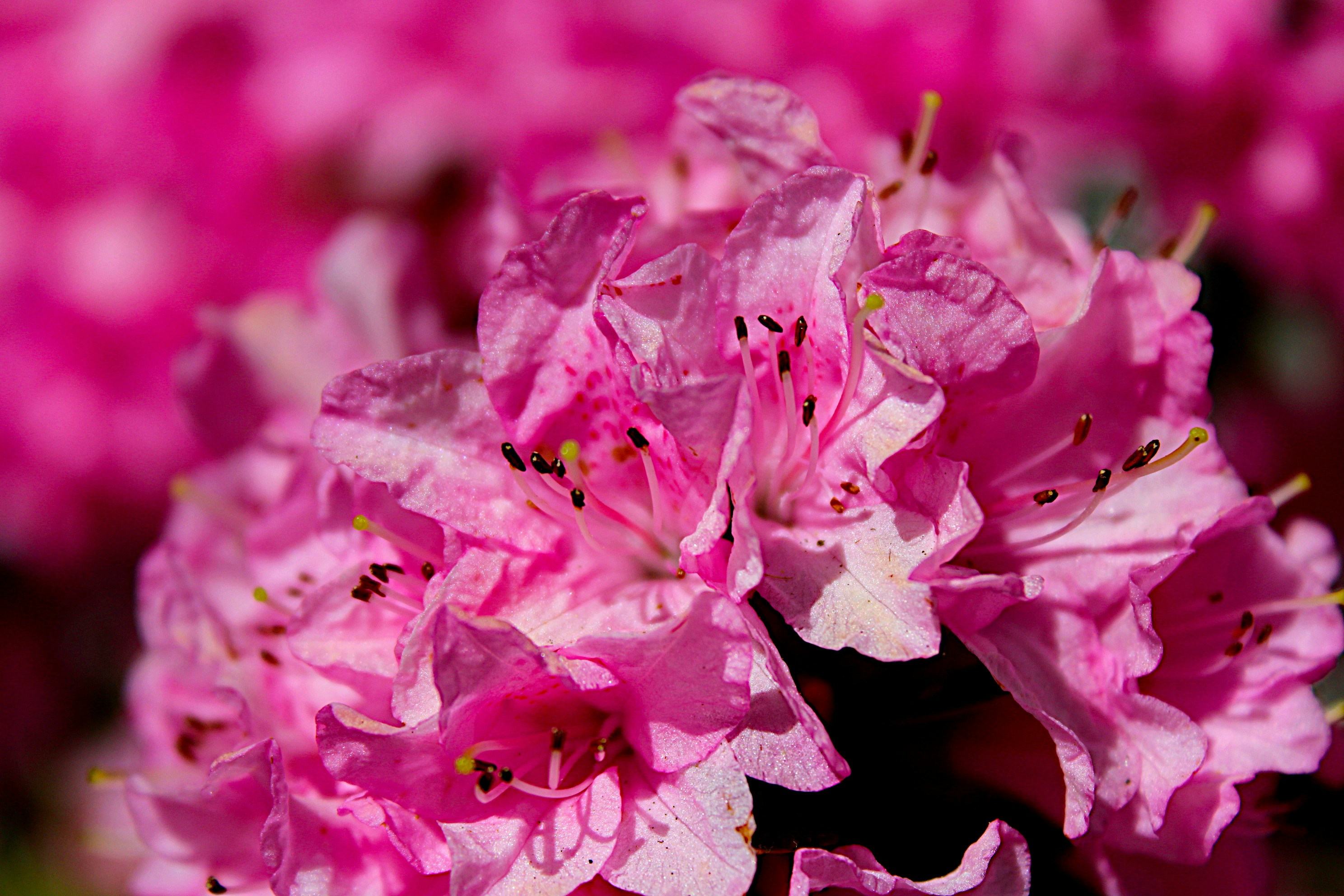 Photo by isaacstevenlind