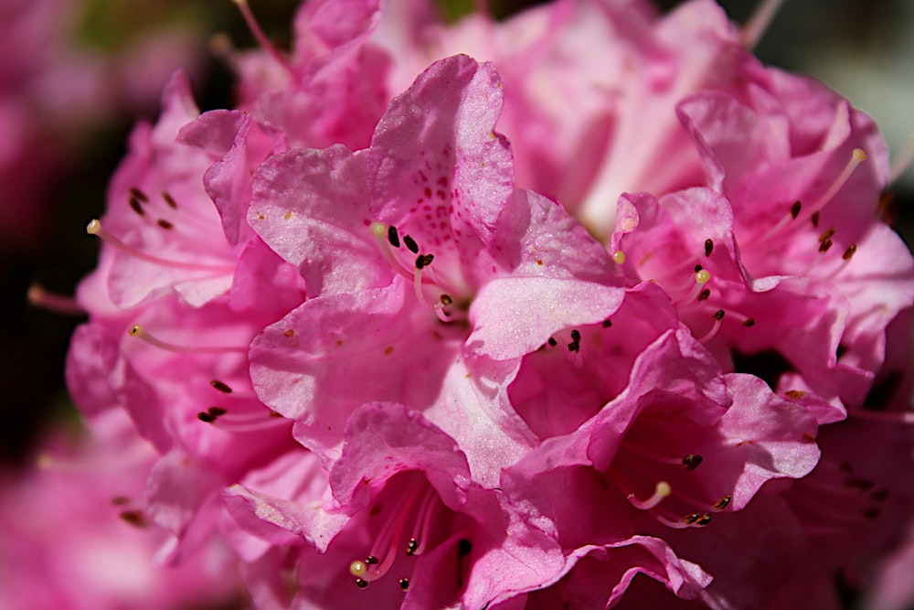 a close up of a flower