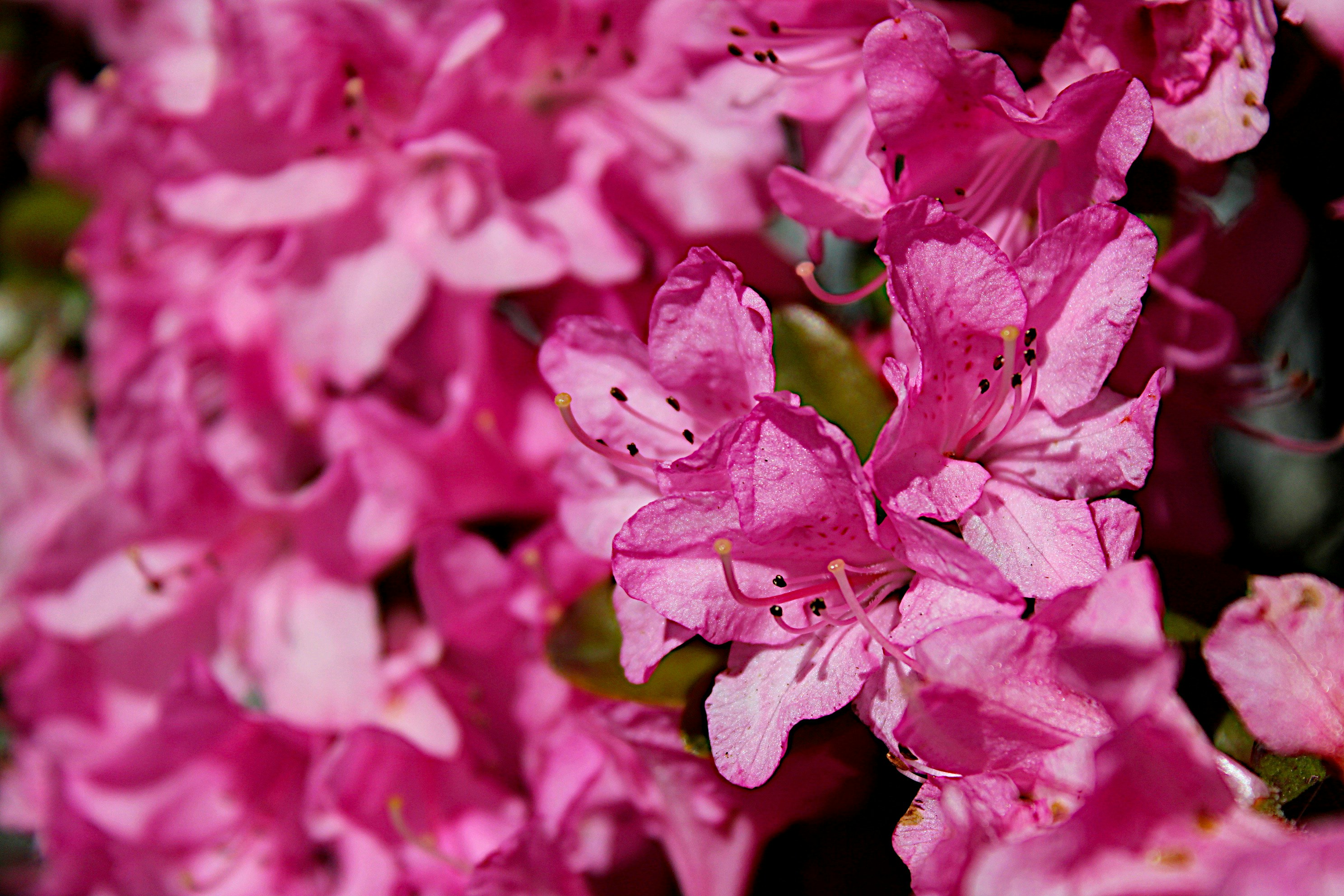 Photo by isaacstevenlind