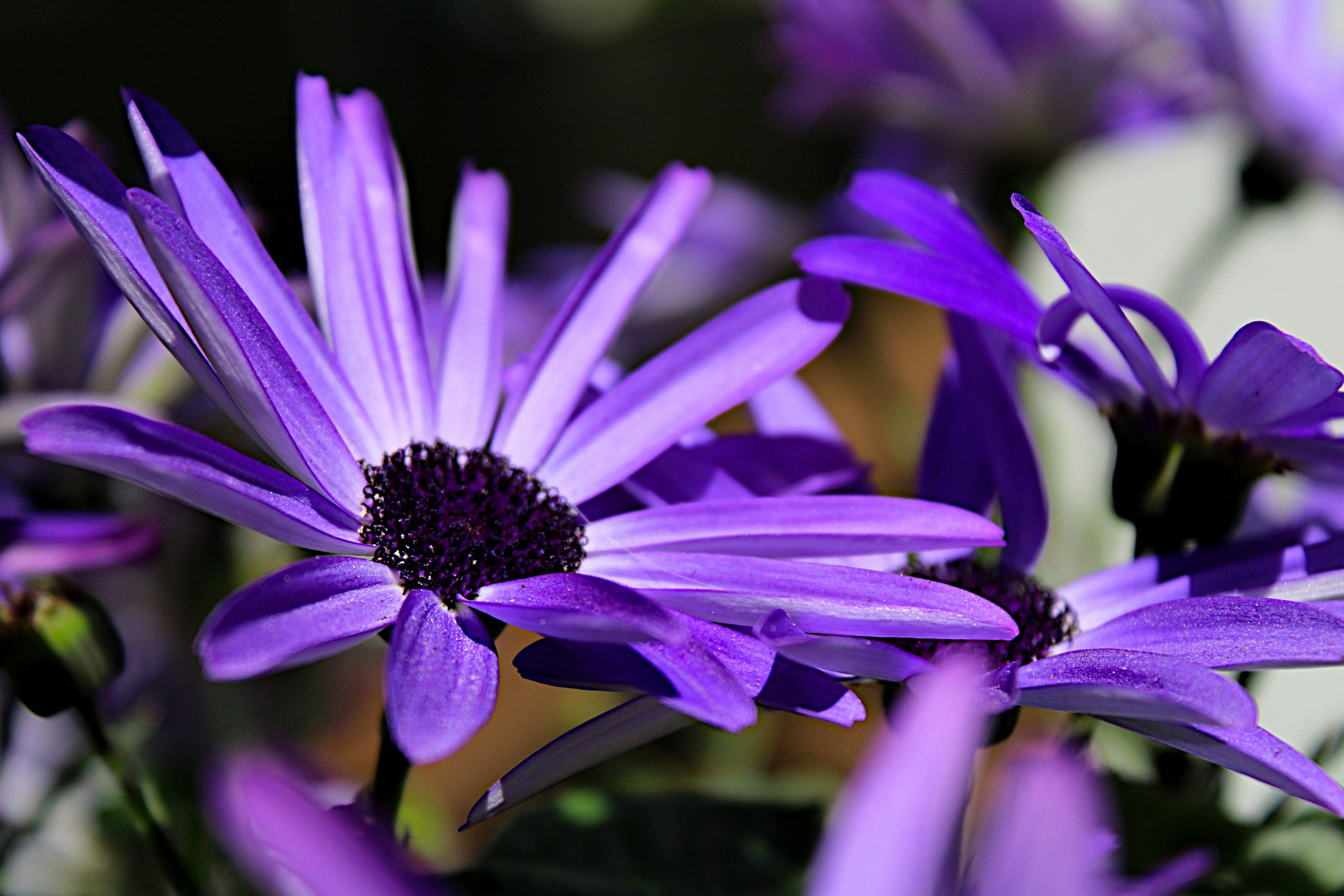 Photo by isaacstevenlind